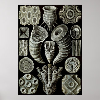 Poster Ernst Haeckel Tetracorallia coral