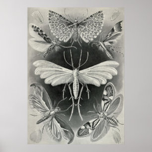 Pôster Ernst Haeckel - Tineida