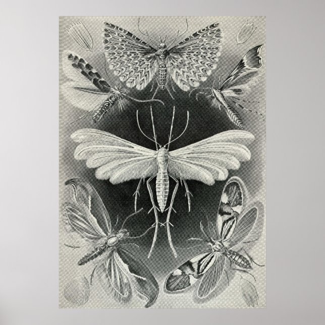 Pôster Ernst Haeckel - Tineida (Frente)