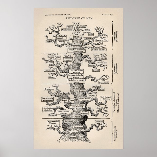 Pôster Ernst Haeckel Tree of Life Pedigree of Man Evoluti (Frente)
