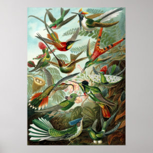 Poster Ernst Haeckel - Trochilidae