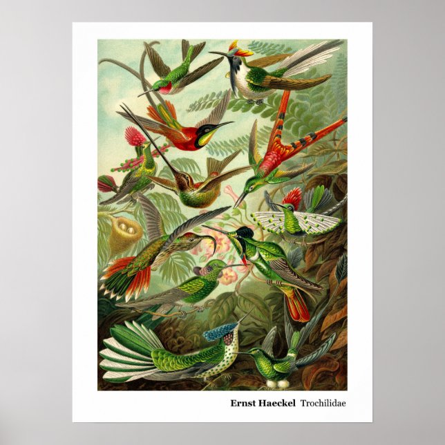 Poster Ernst Haeckel Trochilidae Hummingbird (Frente)