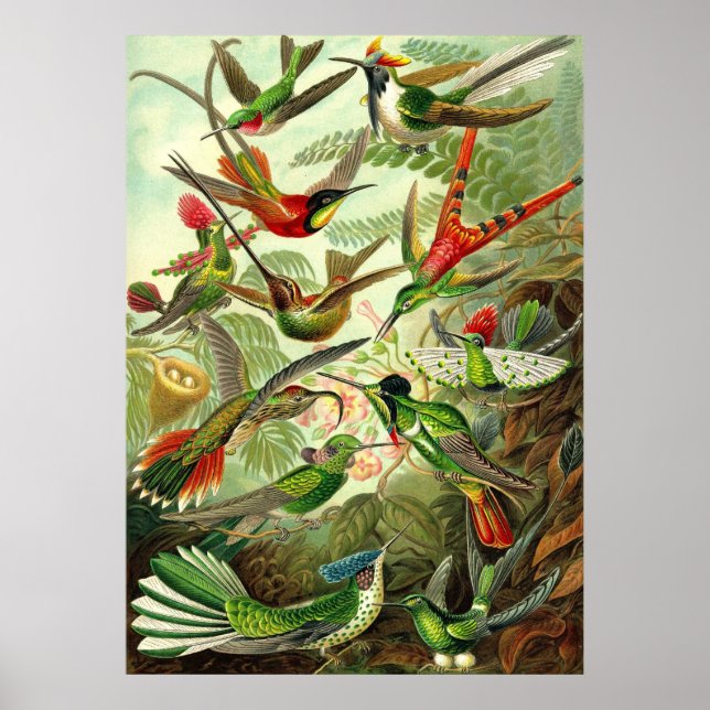 Poster Ernst Haeckel - Trochilidae Hummingbirds (Frente)