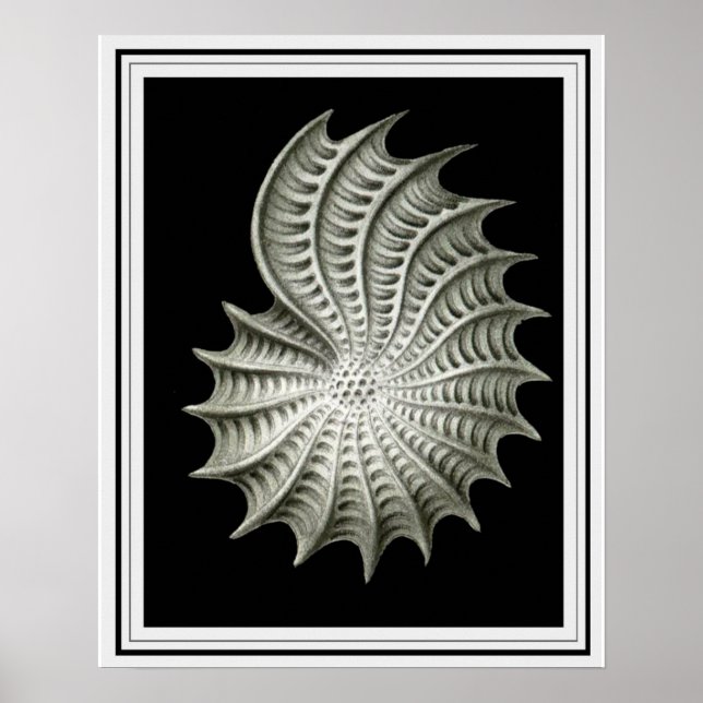 Poster Ernst Haeckel Wall Art 16 x 20 (Frente)