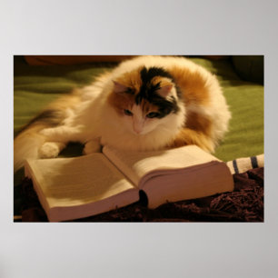 Pôster Erudito Felino
