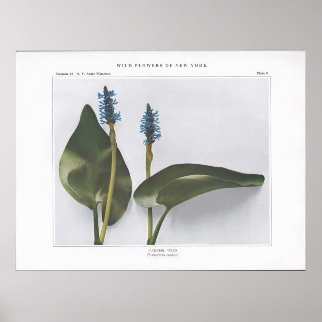 Poster Erva de picerel - Pontederia cordata (Frente)
