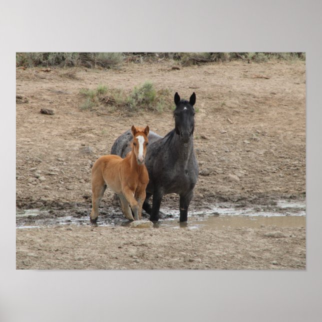 Poster Erva e galinha (Frente)