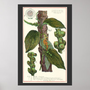 Poster Ervas e especiarias alimentares vintage, planta de