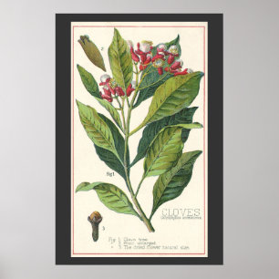 Pôster Ervas e especiarias alimentares vintage, planta de