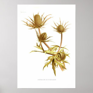 Poster Eryngium oliverianum