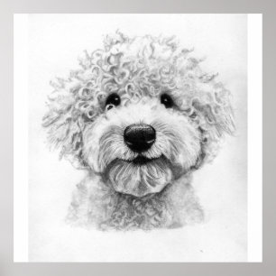 Poster Esboço adorável de um cão de pelo encaracolado, la