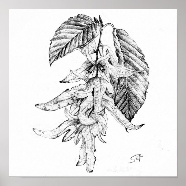 Poster Esboço botânico a lápis de hornbeam (Frente)