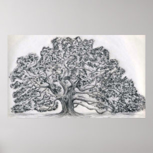 PÔSTER ESBOÇO DA ÁRVORE DE LIVE OAK