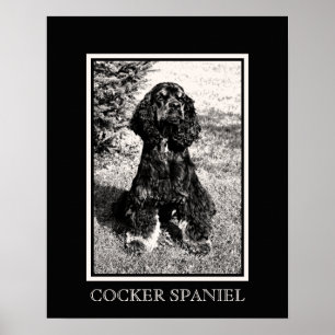 Pôster Esboço de Cocker Spaniel