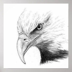 PÔSTER ESBOÇO DE EAGLE