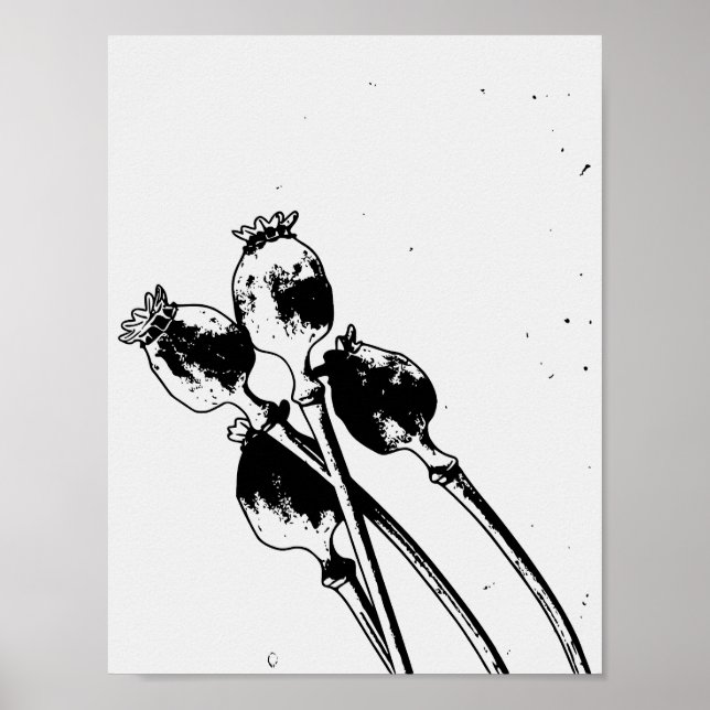Poster Esboço de Linocut de Cápsulas de Sementes de Papou (Frente)