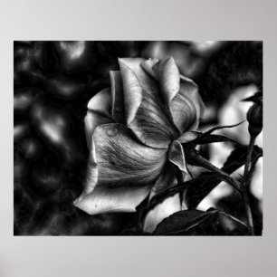 Pôster esboço de rosa em preto e branco