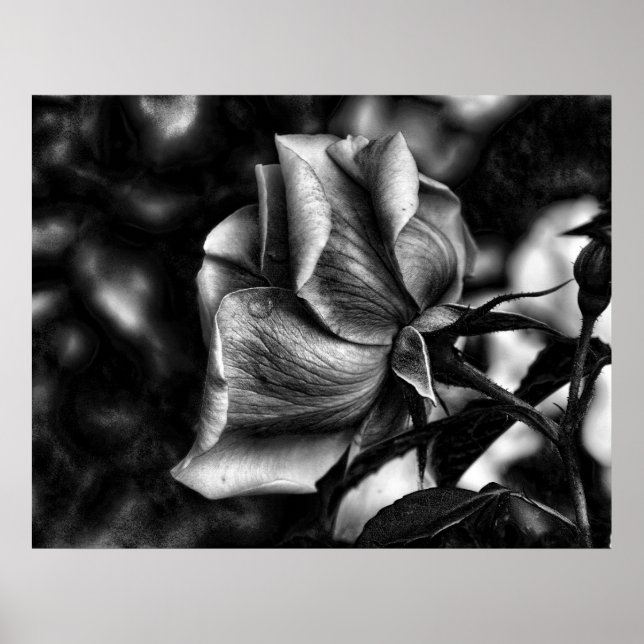 Pôster esboço de rosa em preto e branco (Frente)