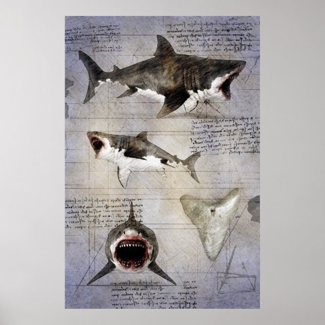 Poster Esboço Megalodon (Frente)