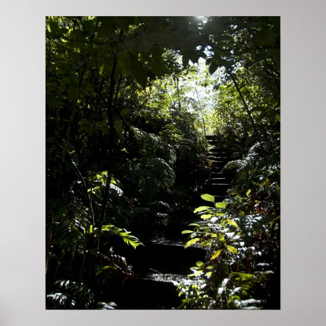 Pôster Escada russa/trilha na floresta, luz solar (Frente)