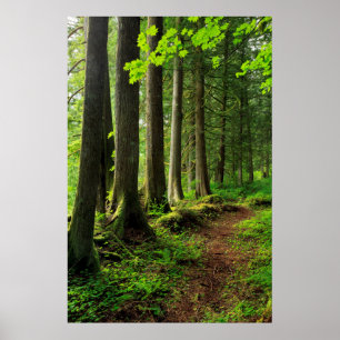 Poster Escala da Floresta Verde