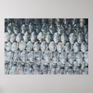 Poster Escalas de Salmão Brilhante