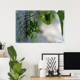 Poster Escapar da cerca