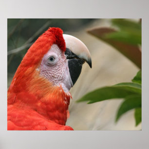 Pôster Escarlate da foto de Mackaw
