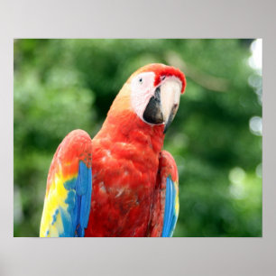 Pôster escarlate do amigo do macaw