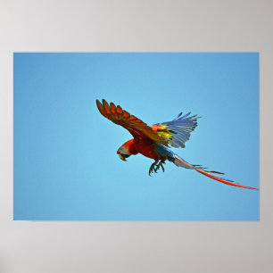 Pôster Escarlate do Macaw em vôo