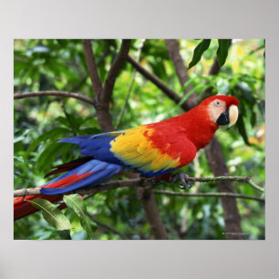 Pôster Escarlate do macaw no membro de árvore