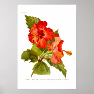 Pôster Escarlate do Mallow (hibiscus)