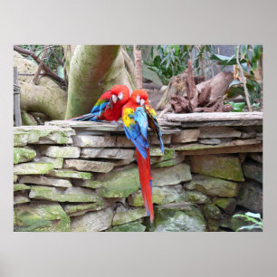 Poster Escarlate dos Macaws
