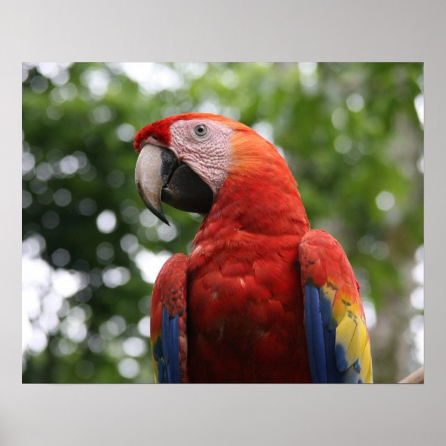 Pôster escarlate macaw (Frente)