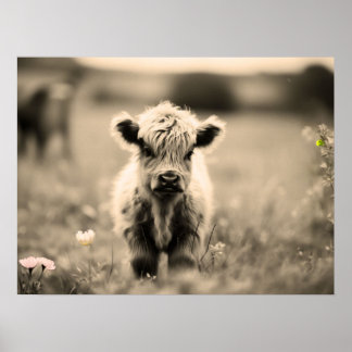 Poster Escócia Highland Calf Baby Cow Miniatura Sepia