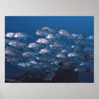 Poster Escola de Jacks