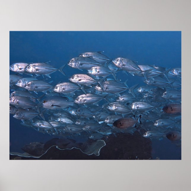 Poster Escola de Jacks (Frente)