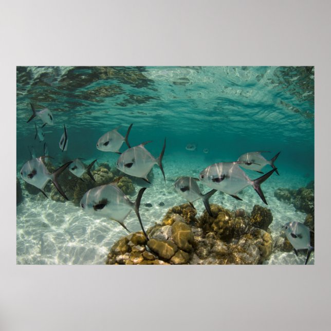 Poster Escola de Peixes Permitidos (Frente)