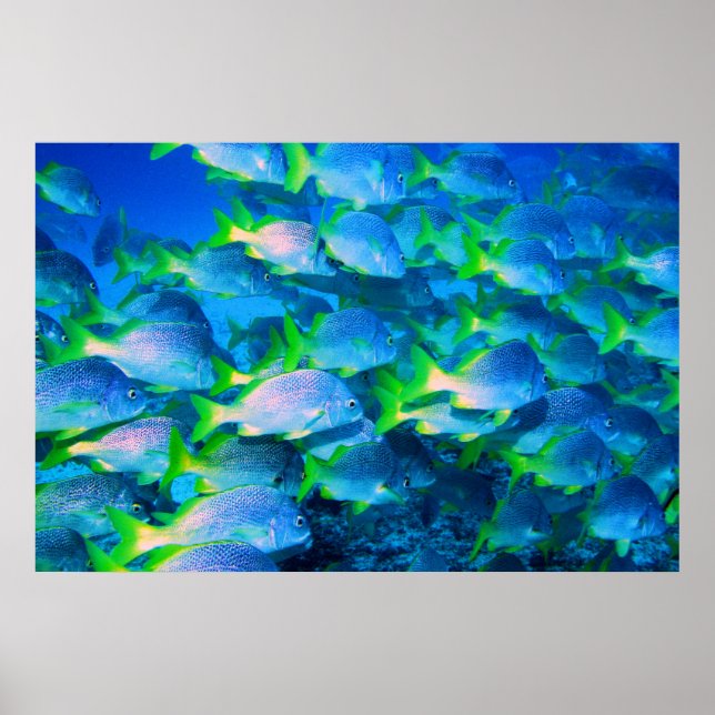 Pôster Escola de Snappers (Frente)