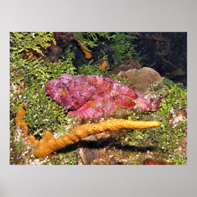 Poster Escorpião (Frente)