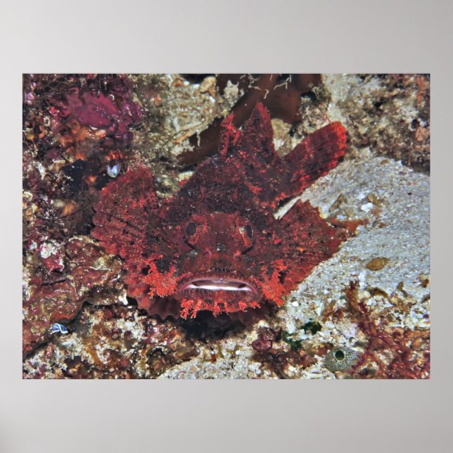 Poster Escorpião Vermelho (Frente)
