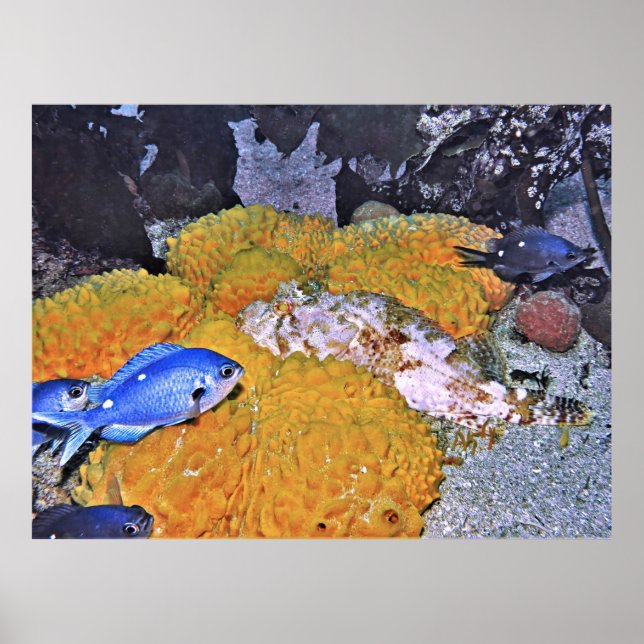 Poster Escorpiões na Esponja Amarela (Frente)