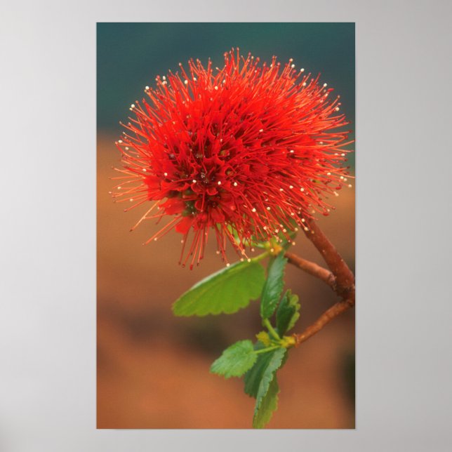 Pôster Escova de Bottlebrush de Natal (Greyia Sutherlandi (Frente)