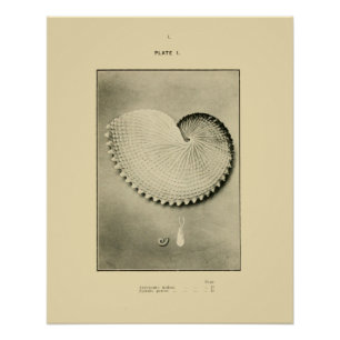 Pôster Escudos de NZ - nodosa do Argonauta e Spirula