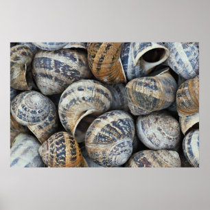Poster Escudos do caracol