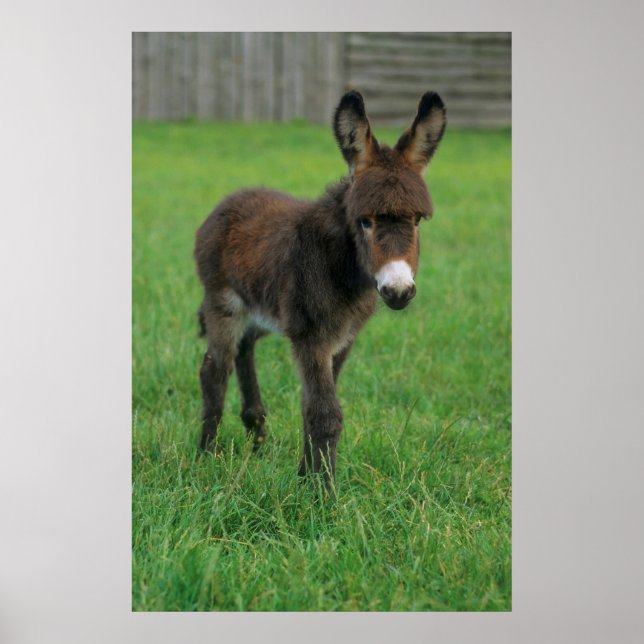 Poster Esel, Zwergesel, em der Koppel, Portraet (Frente)