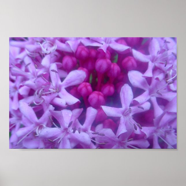 Pôster Esfera de Roxo (Frente)