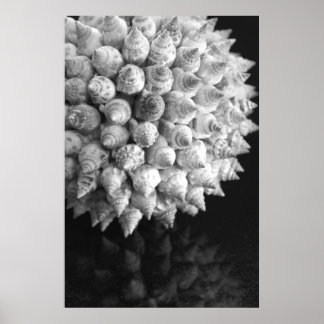 Poster Esfera de Shell