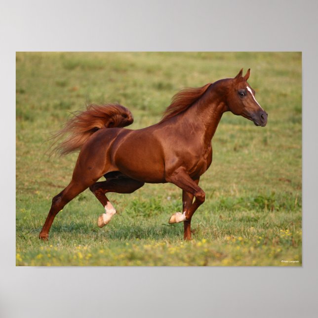 Poster Eslouço árabe Stallion Mane Tail Fluindo (Frente)
