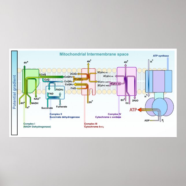 Pôster Espaço Intermembrana Mitoncondrial de Cadeia Eletr (Frente)